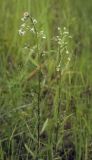 Erigeron politus. Цветущие растения в сообществе с Poaceae. Пермский край, г. Пермь, Кировский р-н, дер. Оборино, заброшенная площадка для хранения ПГС. 08.07.2017.