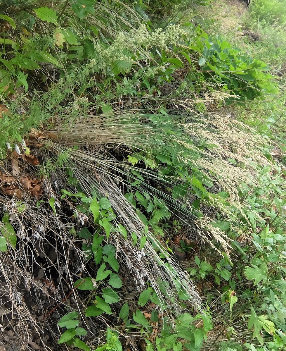 Image of Poa ochotensis specimen.