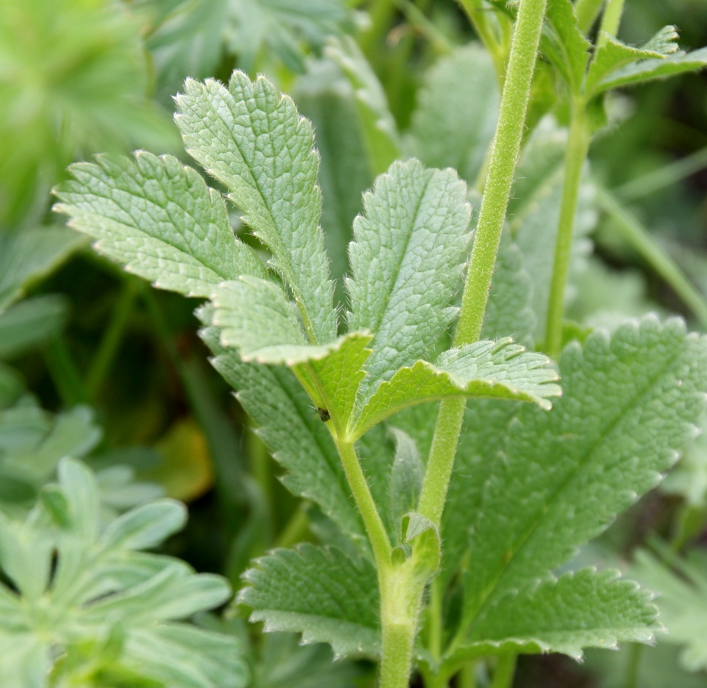 Изображение особи Potentilla umbrosa.