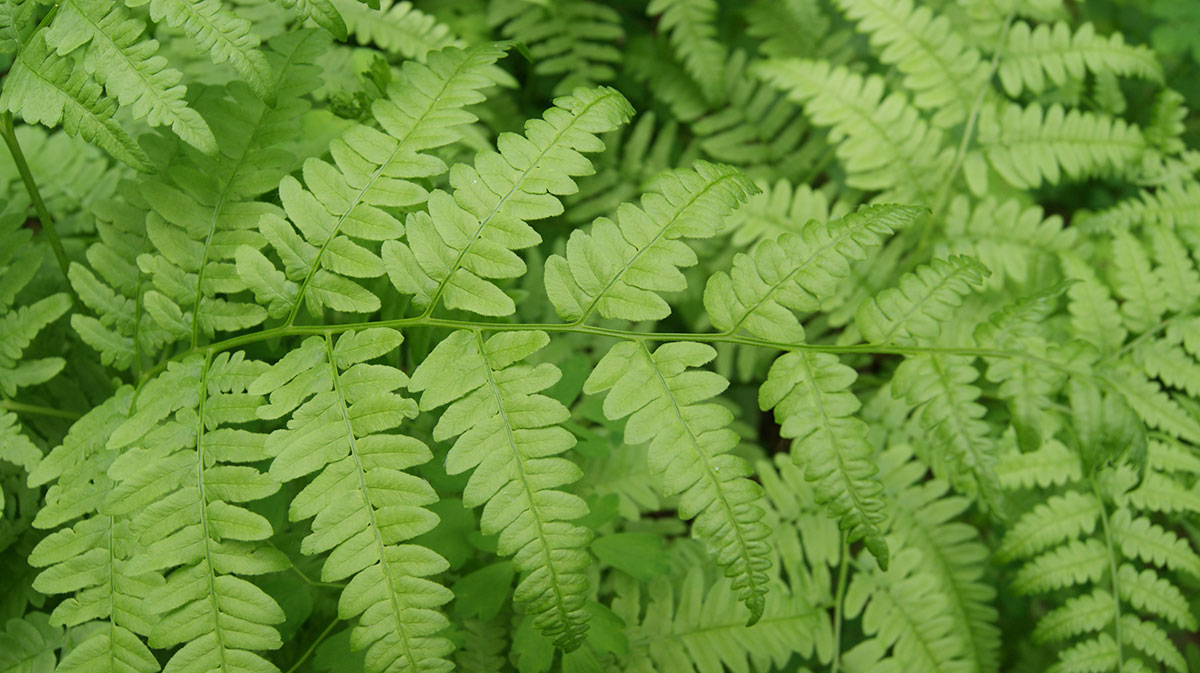 Image of Pteridium latiusculum specimen.