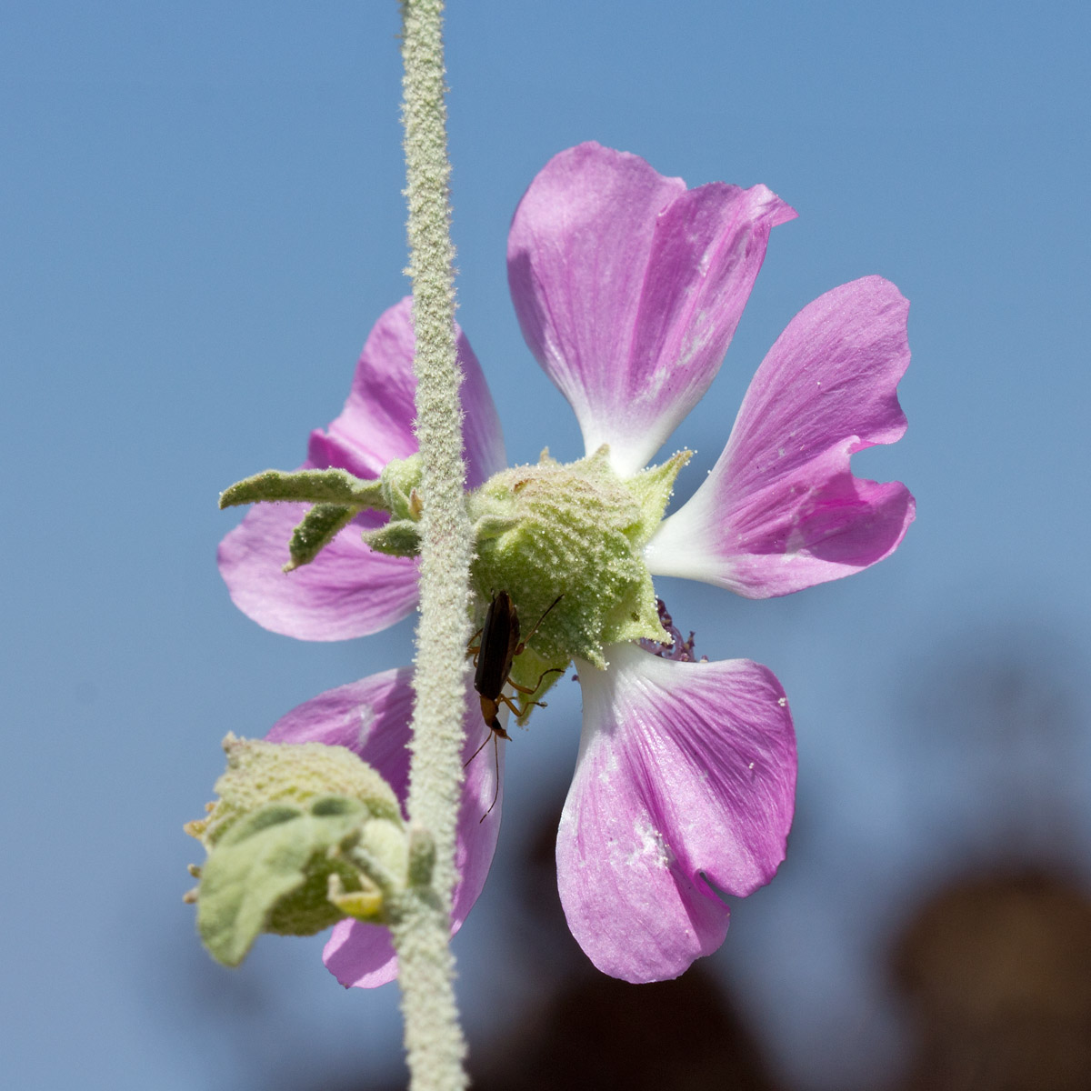 Image of Malva unguiculata specimen.