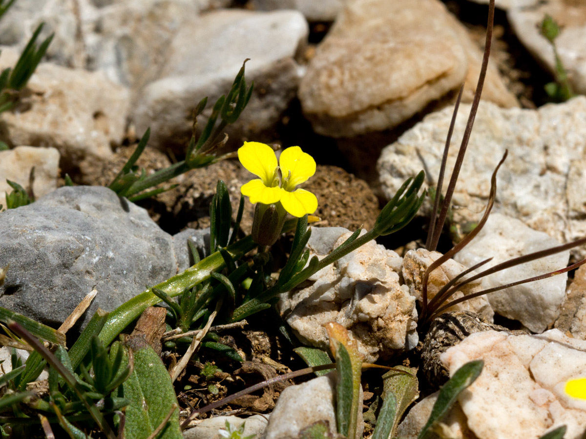 Image of Erysimum mutabile specimen.