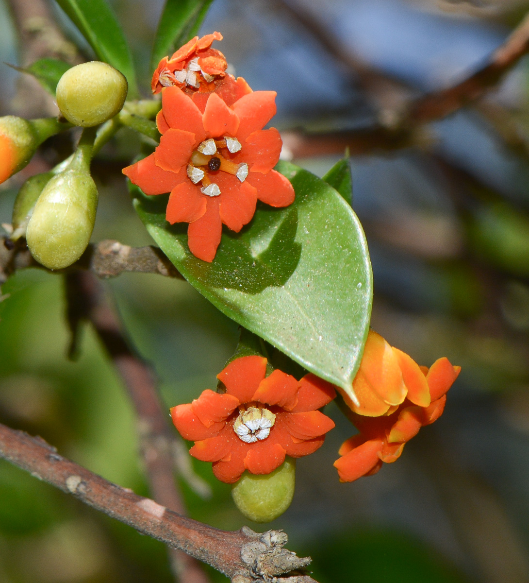 Image of Bonellia macrocarpa specimen.