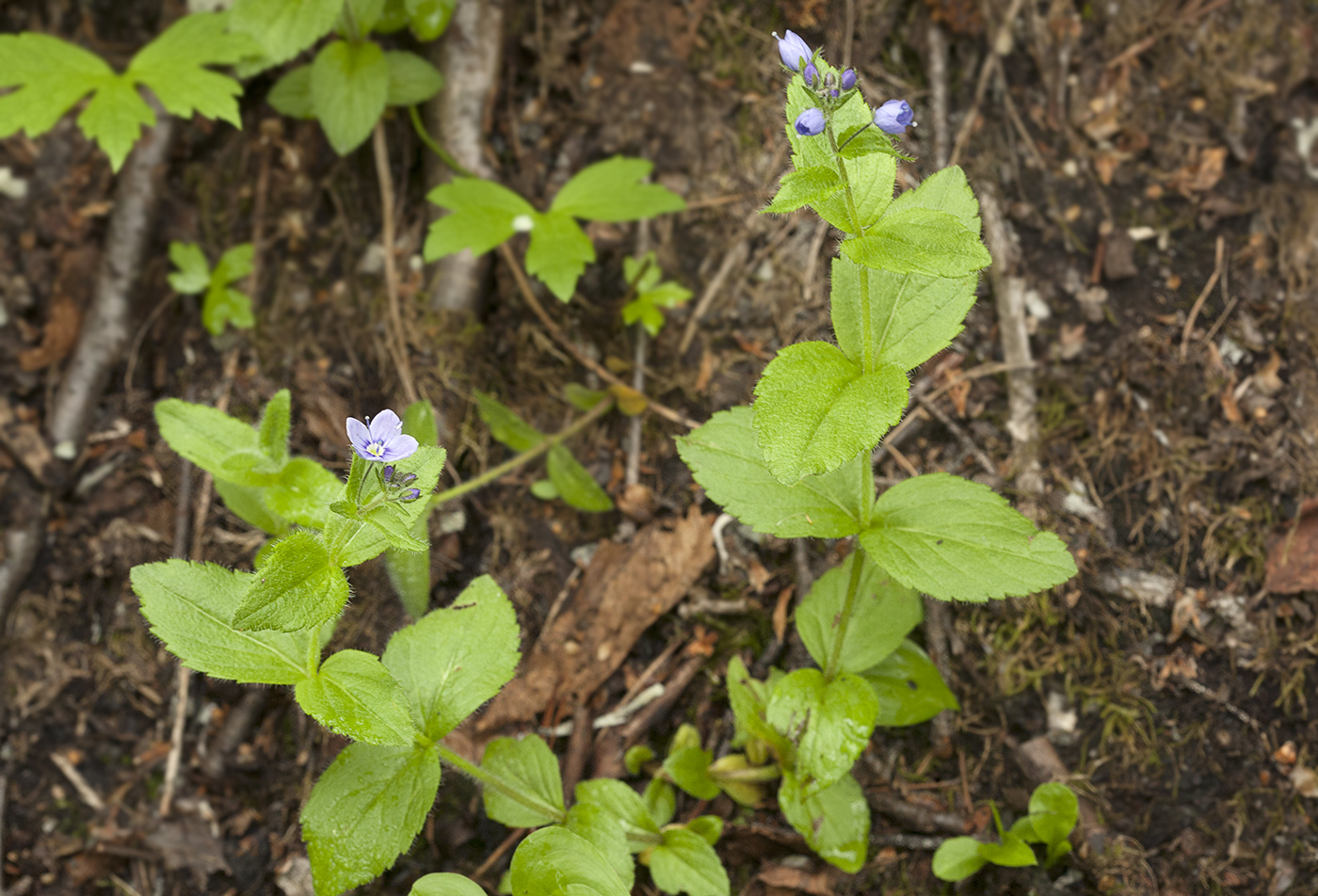 Image of Veronica stelleri specimen.