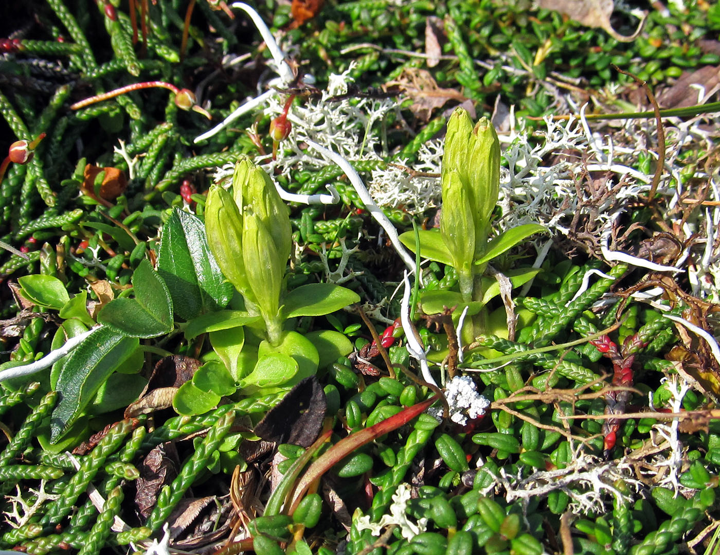 Image of Gentiana glauca specimen.