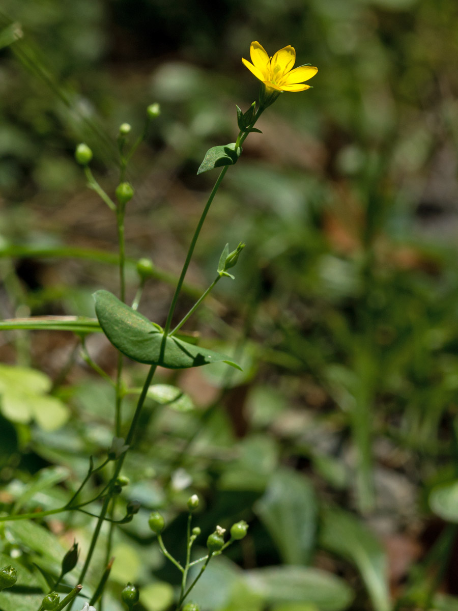 Image of Blackstonia perfoliata ssp. intermedia specimen.