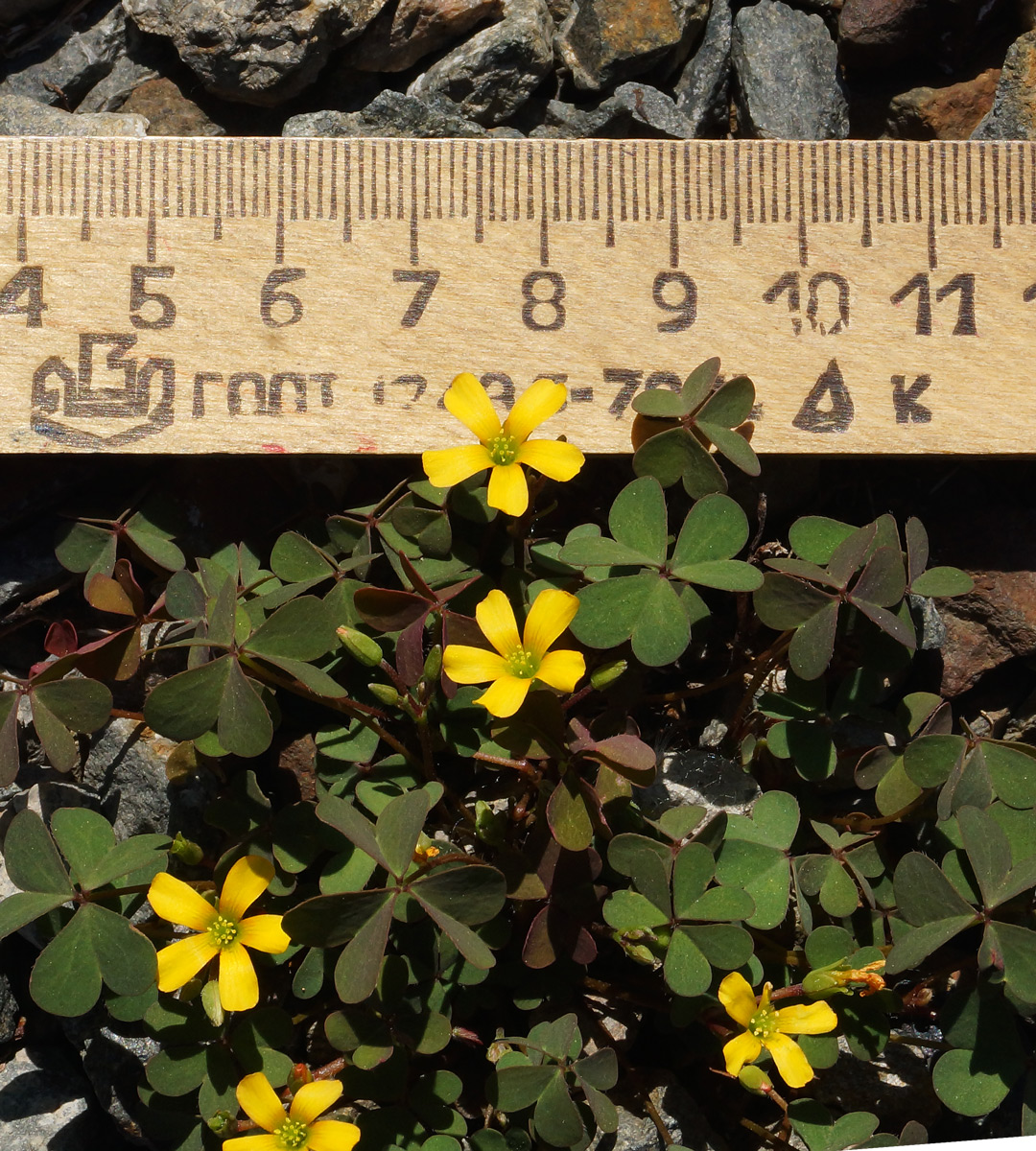 Image of Oxalis corniculata specimen.