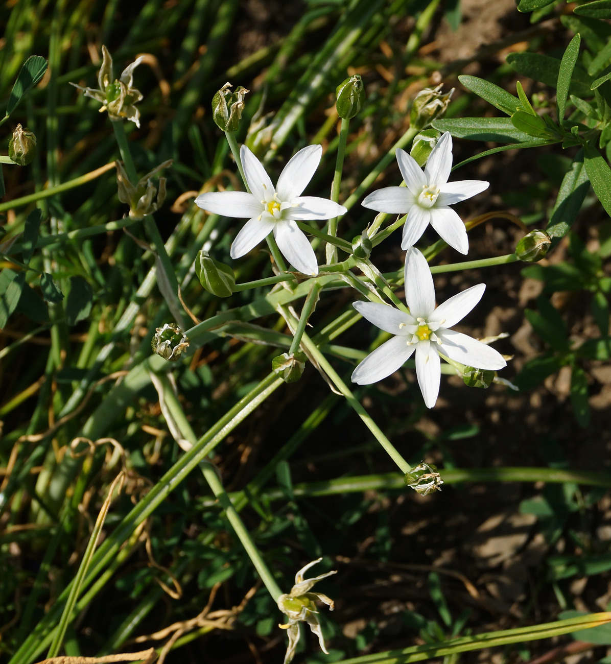 Изображение особи Ornithogalum umbellatum.