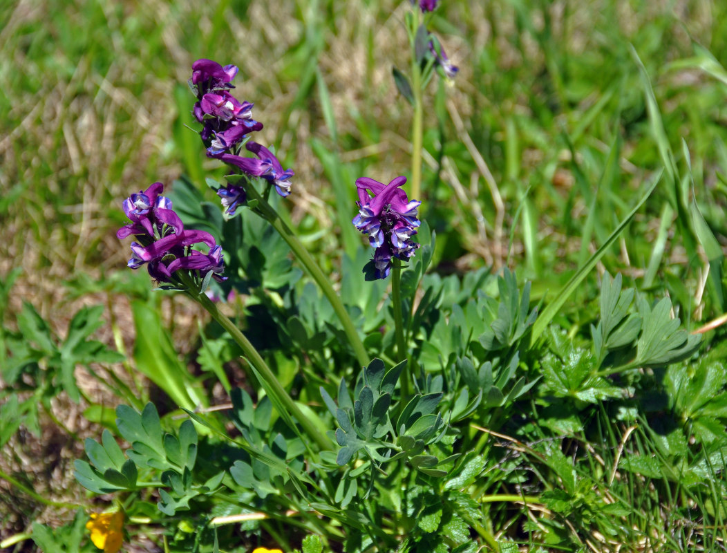 Image of Corydalis conorhiza specimen.