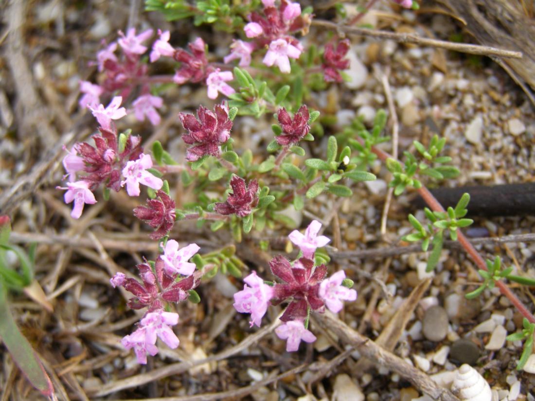 Изображение особи Thymus moldavicus.