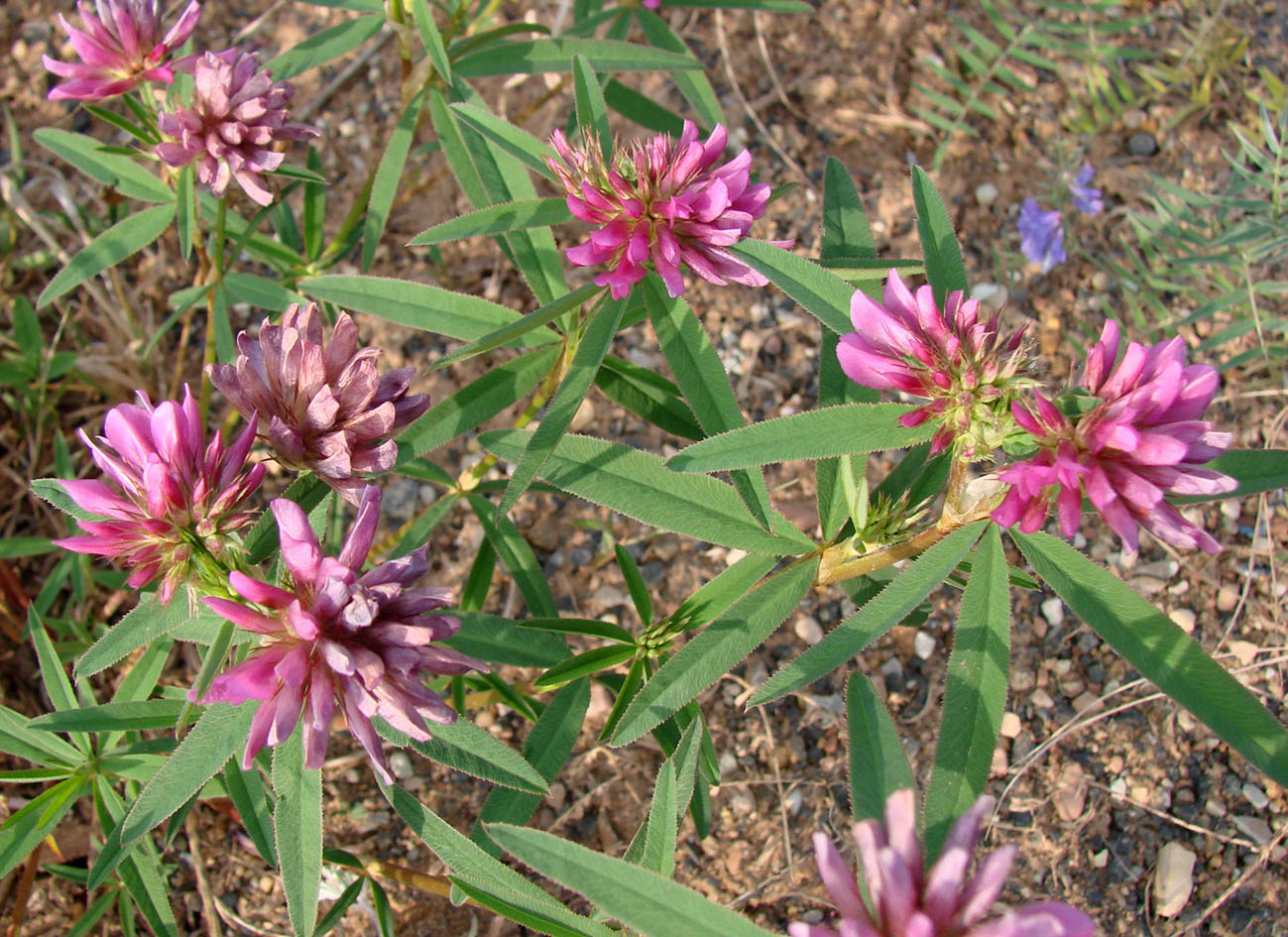 Image of Trifolium lupinaster specimen.