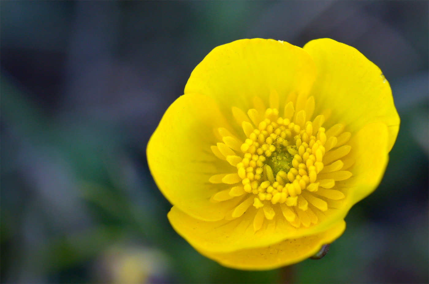 Image of Ranunculus alberti specimen.