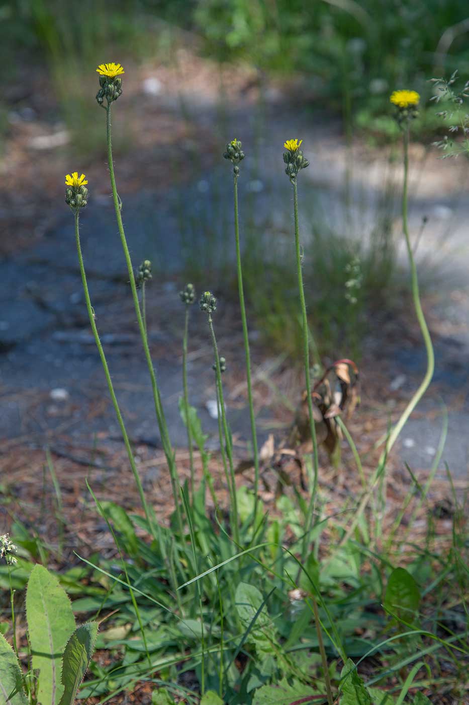 Image of genus Pilosella specimen.