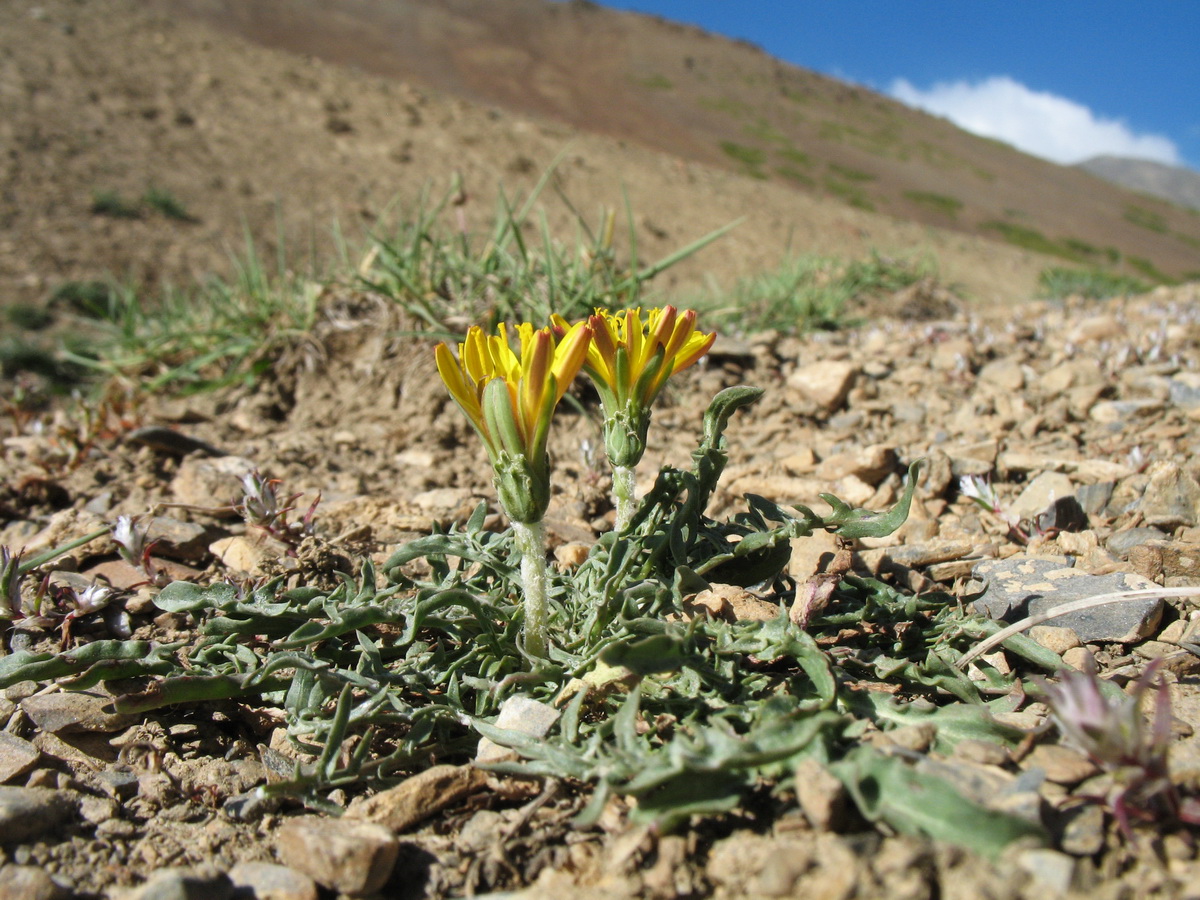 Изображение особи род Taraxacum.