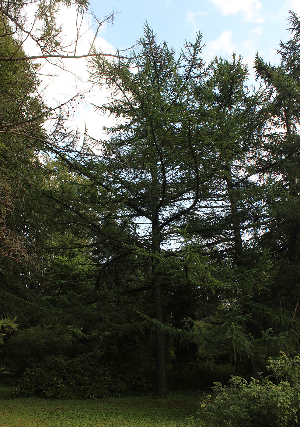 Image of Larix &times; maritima specimen.