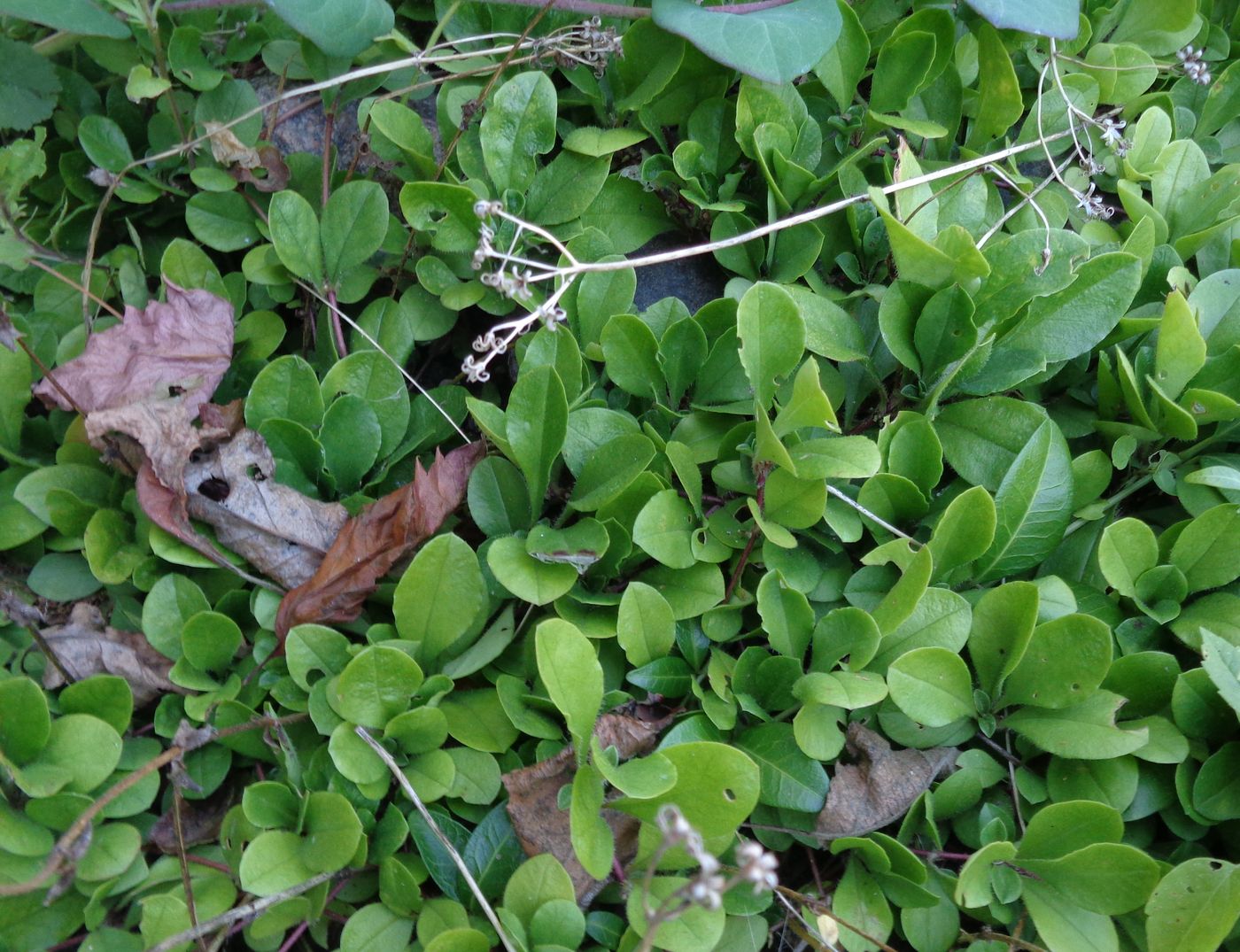 Image of Phlox stolonifera specimen.