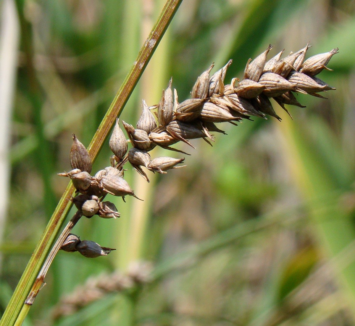 Изображение особи Carex otrubae.