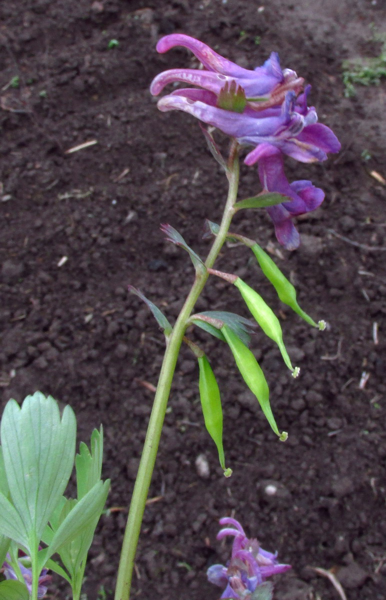 Image of Corydalis tamarae specimen.