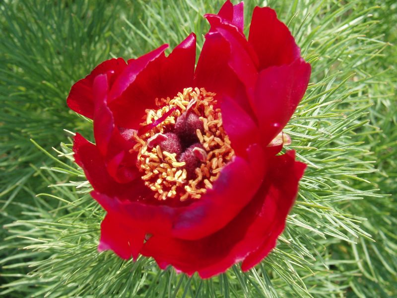 Image of Paeonia tenuifolia specimen.