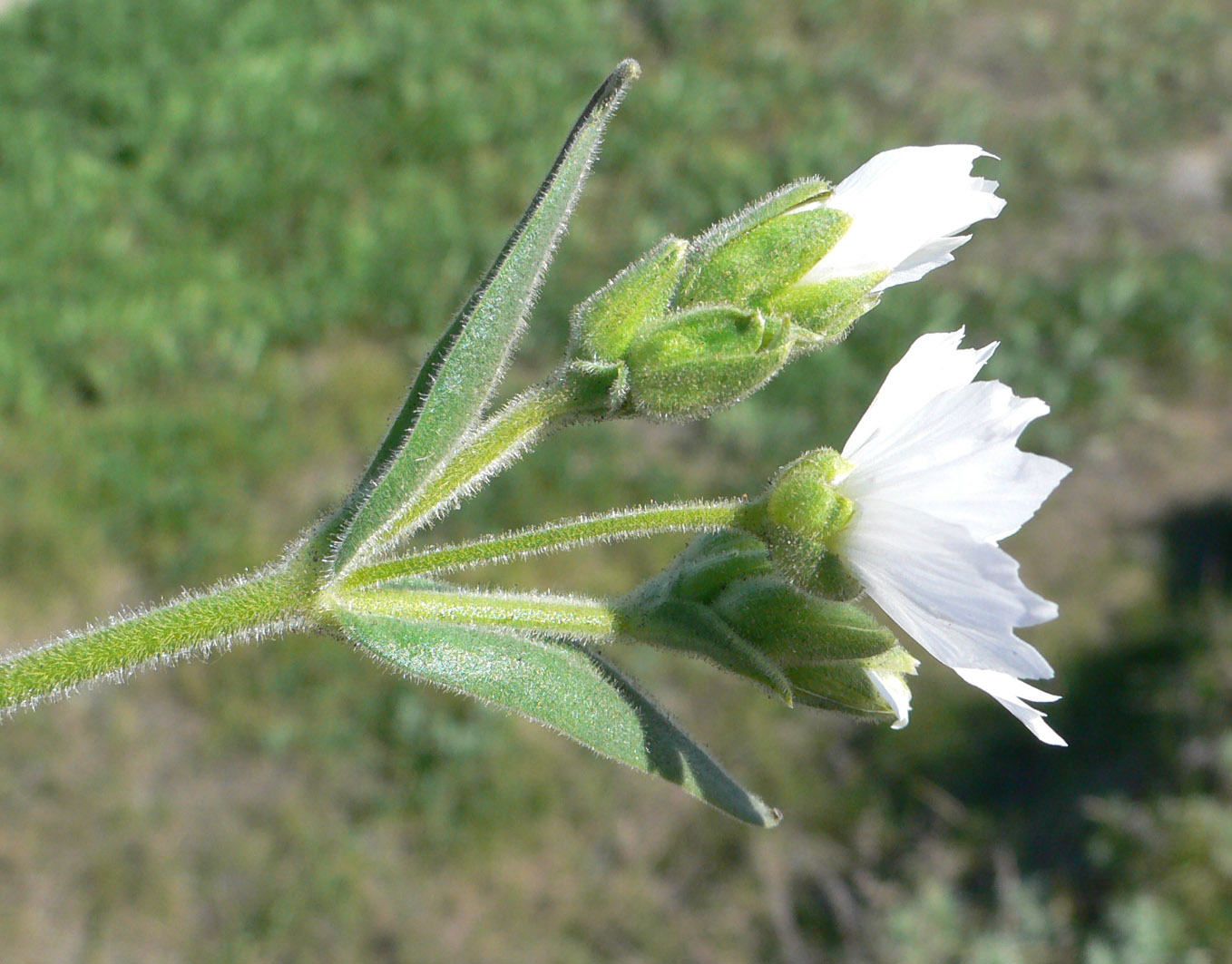 Image of Cerastium maximum specimen.