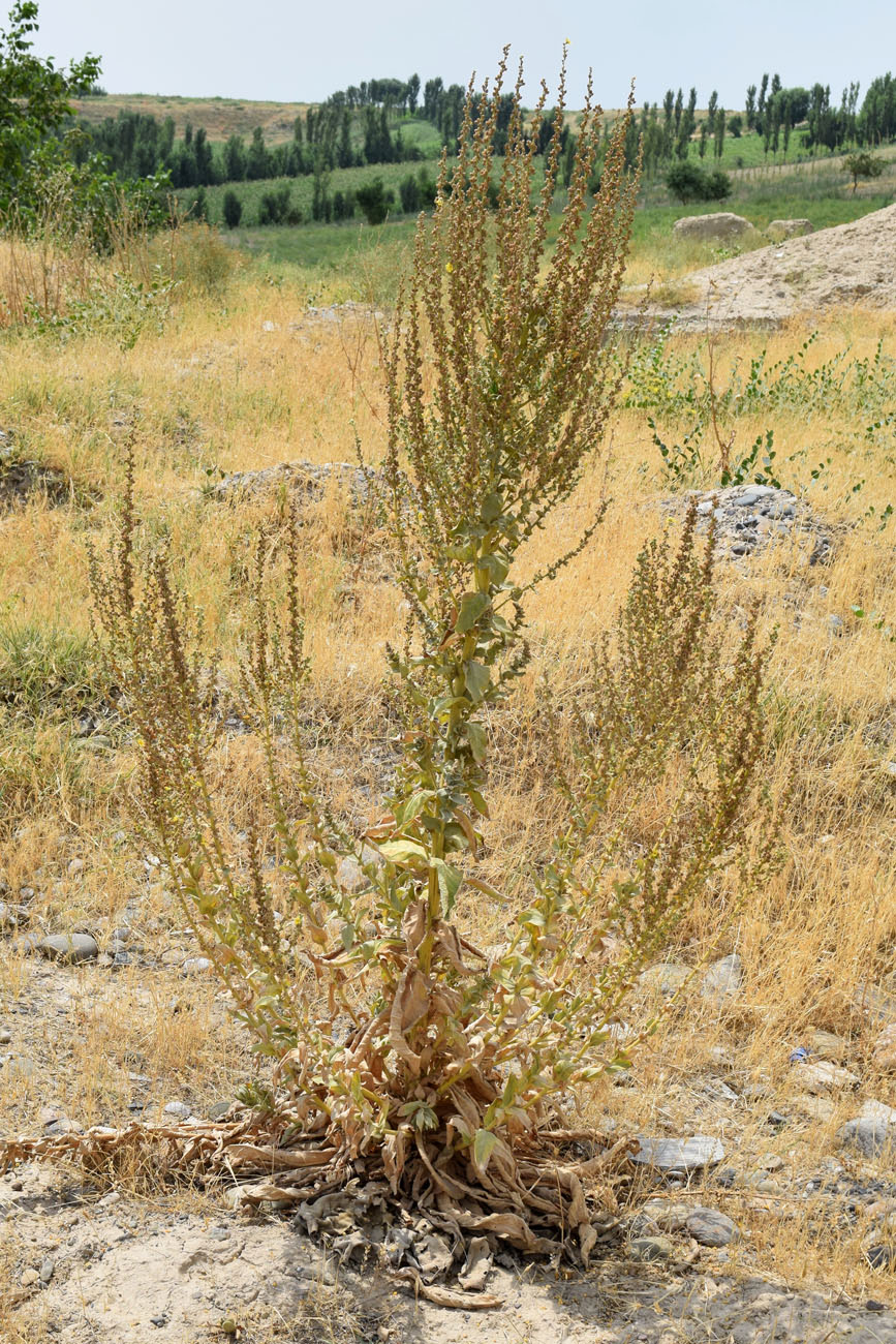 Изображение особи Verbascum erianthum.