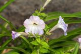 Petunia × atkinsiana