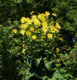 Silphium perfoliatum