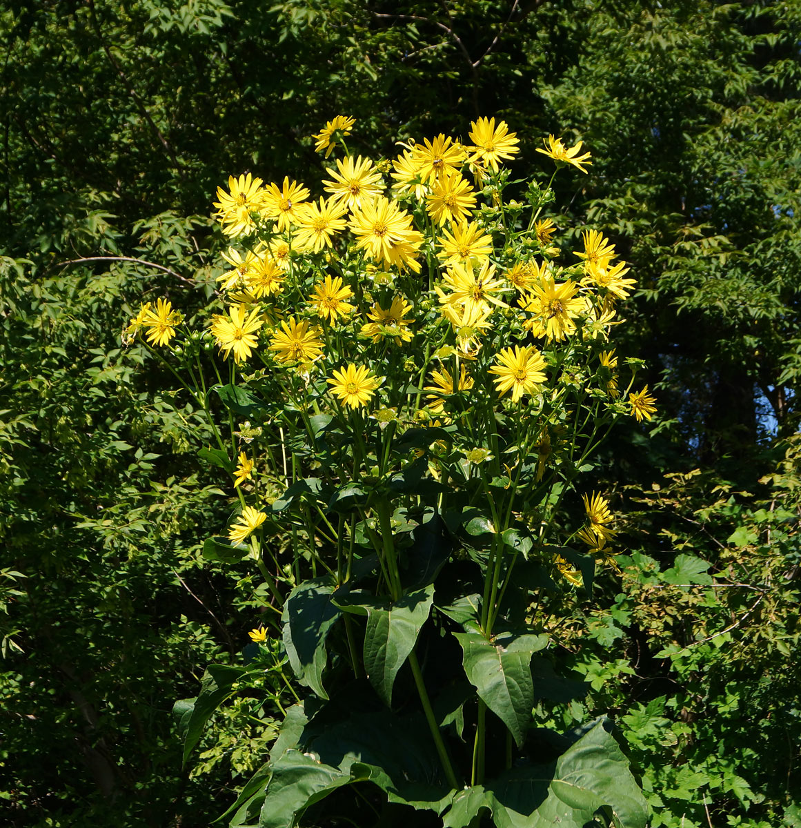 Изображение особи Silphium perfoliatum.