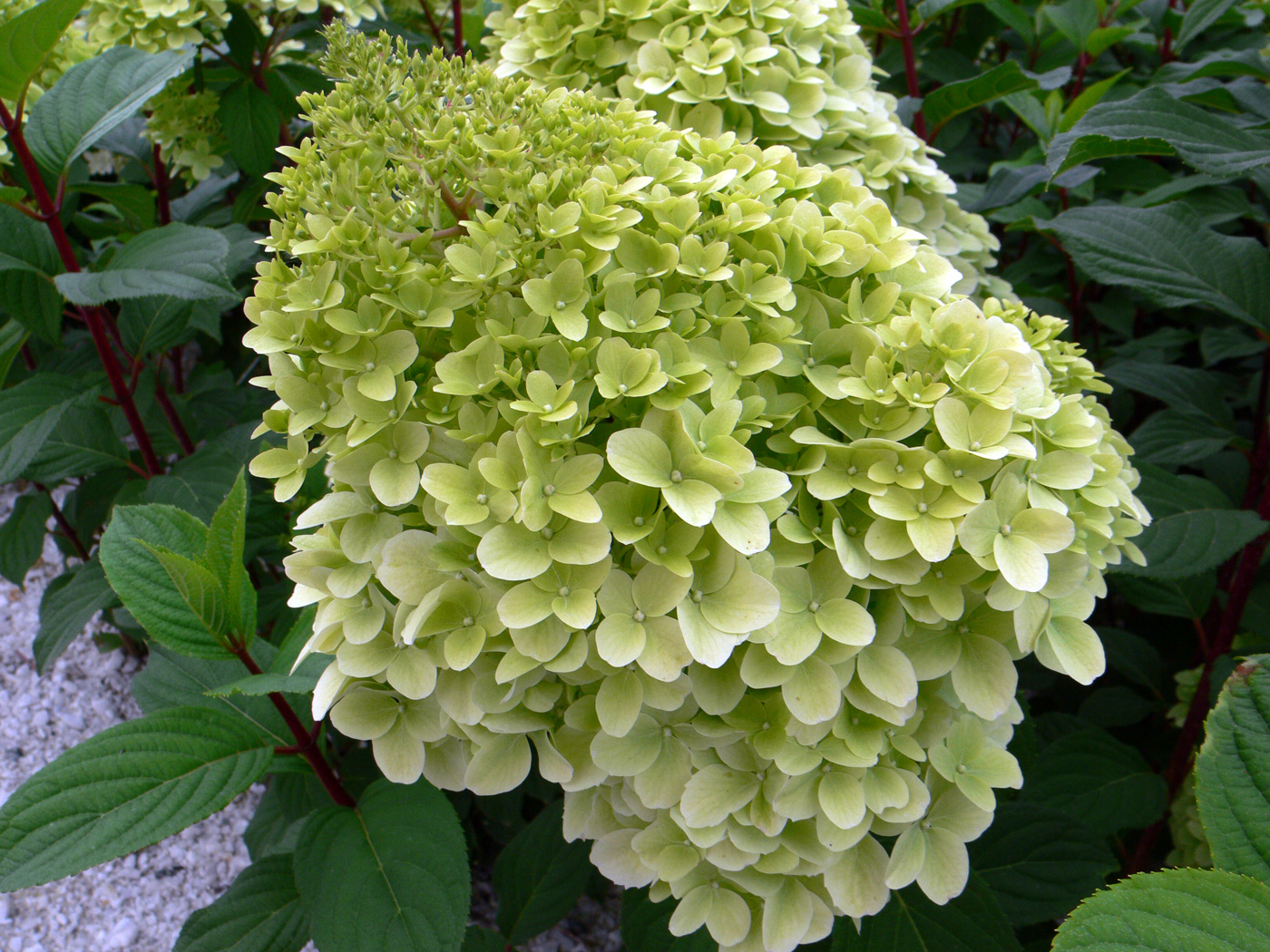 Image of Hydrangea paniculata specimen.