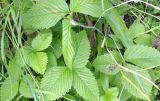 View full-size image Fragaria moschata