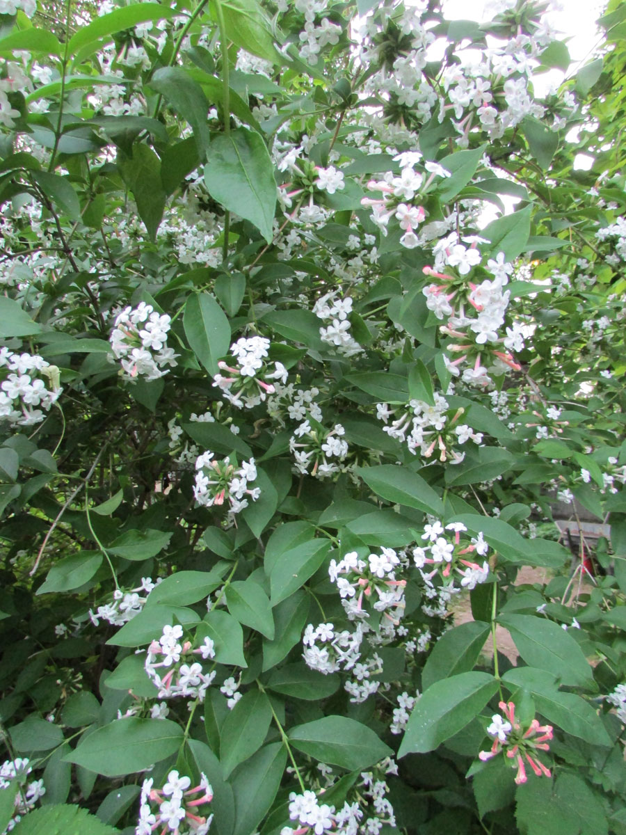 Изображение особи Zabelia mosanensis.