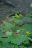 Geum macrophyllum