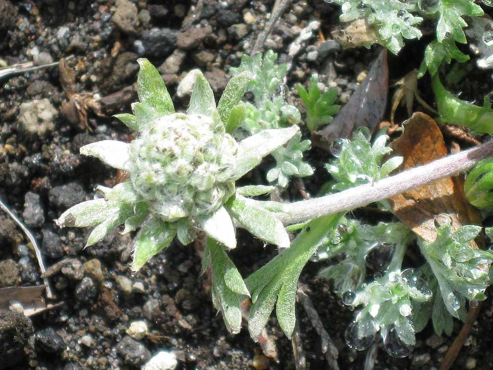 Image of Artemisia glomerata specimen.