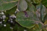 Смотреть изображение Terminalia catappa