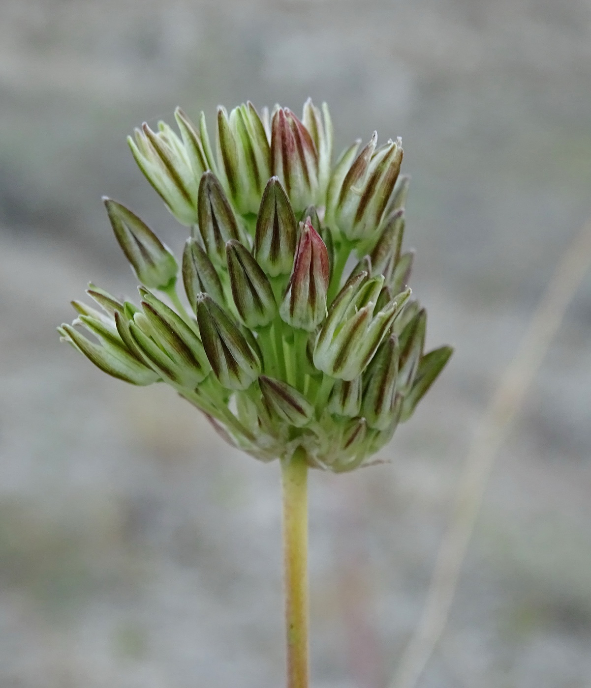 Image of genus Allium specimen.