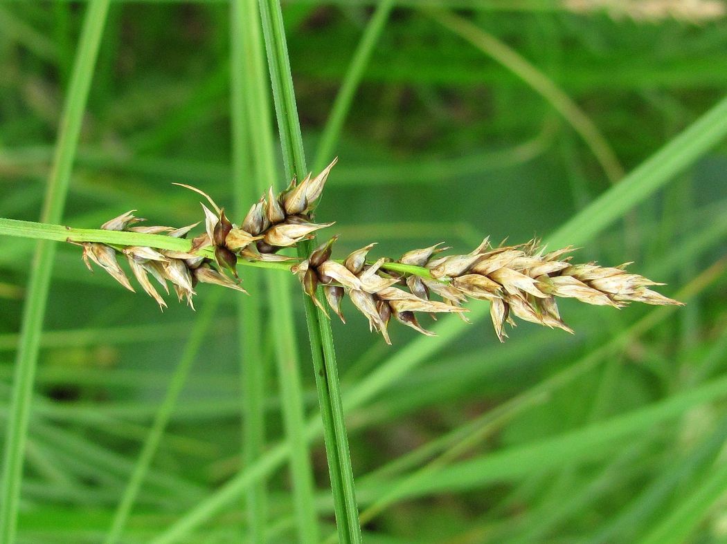 Image of Carex appropinquata specimen.