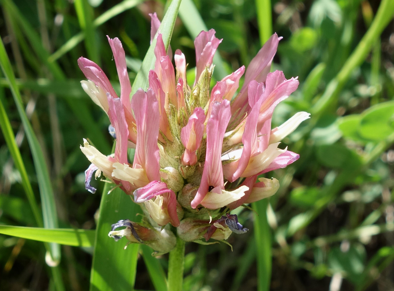 Изображение особи Astragalus platyphyllus.