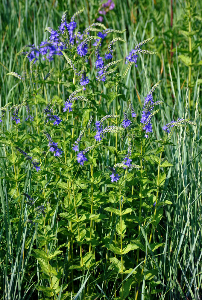 Изображение особи Veronica teucrium.