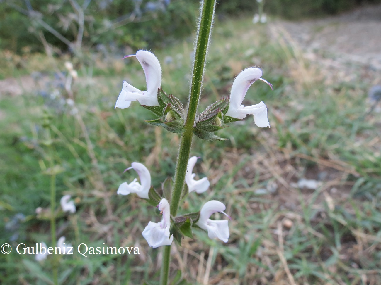 Image of genus Salvia specimen.