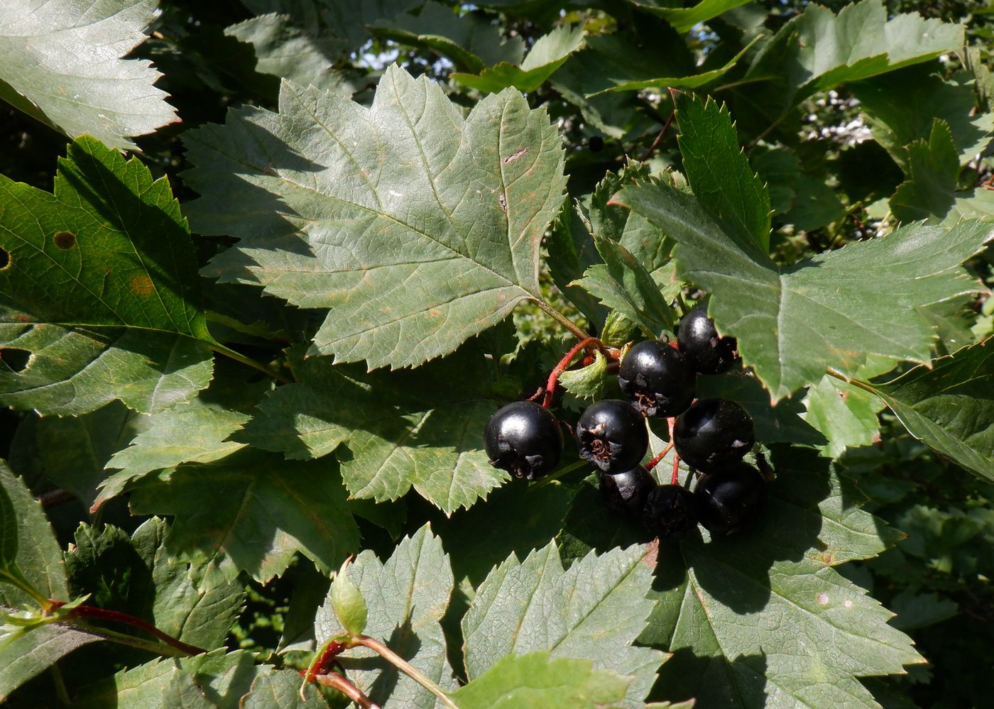 Изображение особи род Crataegus.