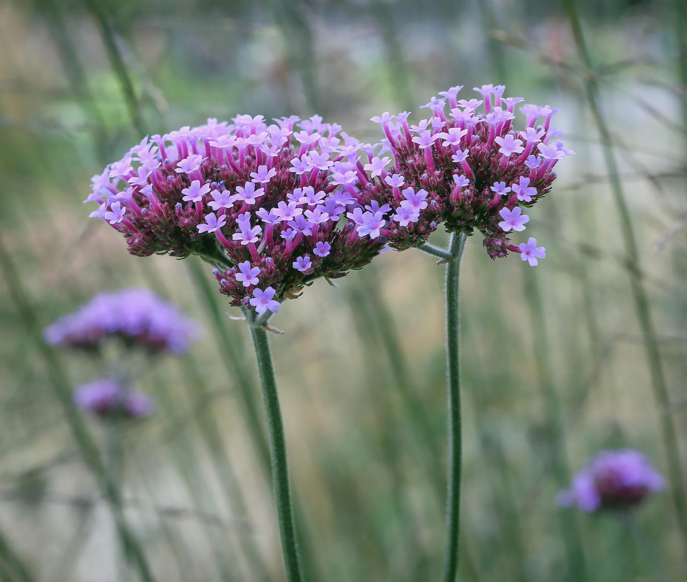 Image of Verbena bonariensis specimen.