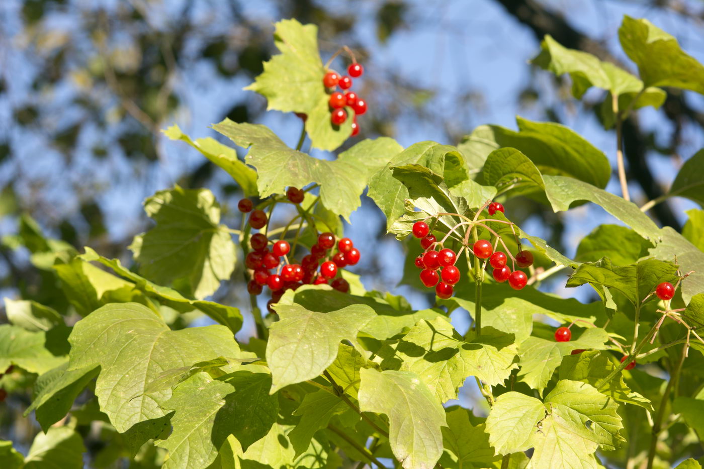 Image of Viburnum opulus specimen.