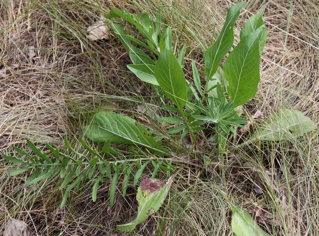 Изображение особи Centaurea scabiosa.