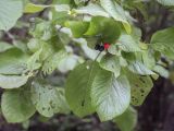 Viburnum lantana