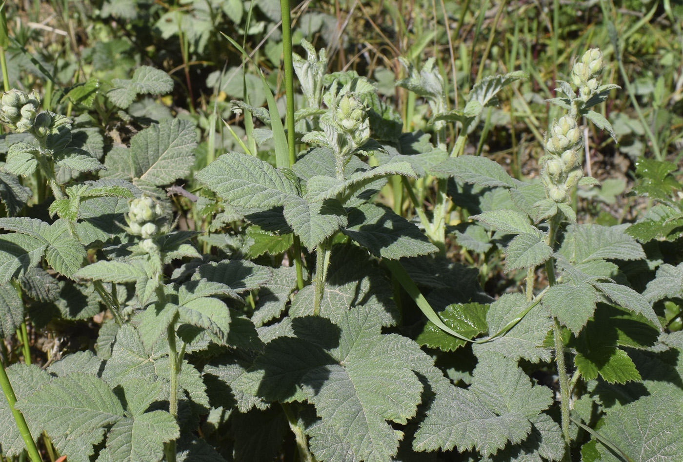 Image of Rubus canescens specimen.