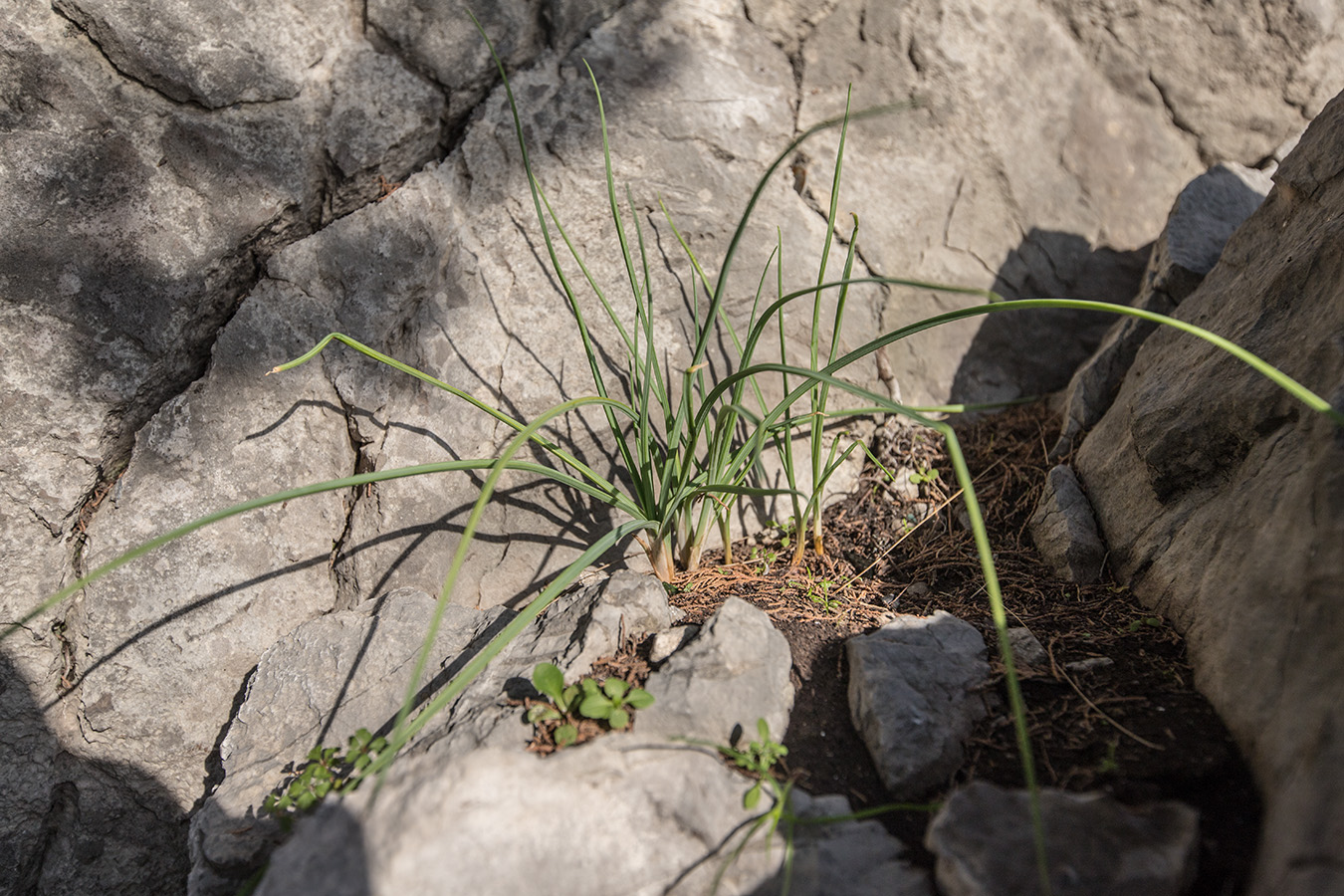 Image of genus Allium specimen.