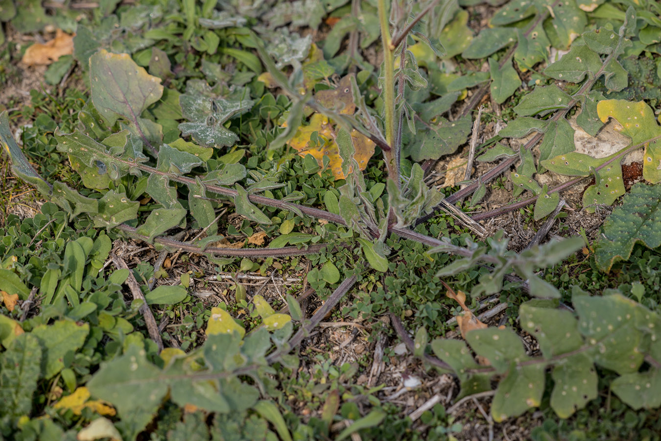 Image of Sisymbrium orientale specimen.