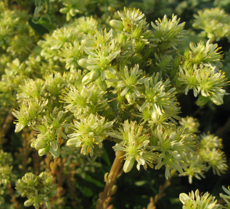 Изображение особи Sedum sediforme.