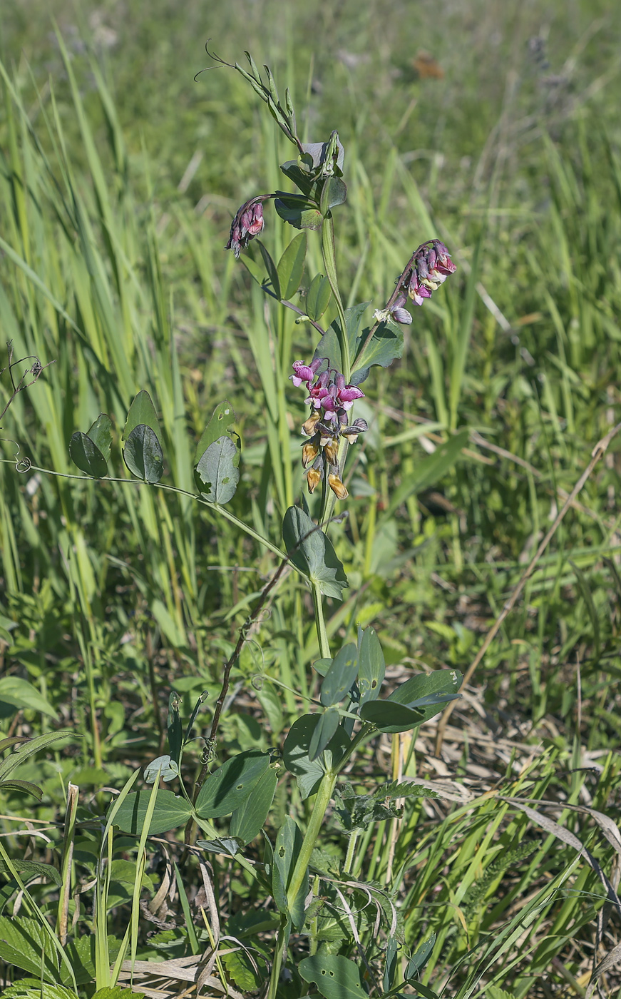 Изображение особи Lathyrus pisiformis.