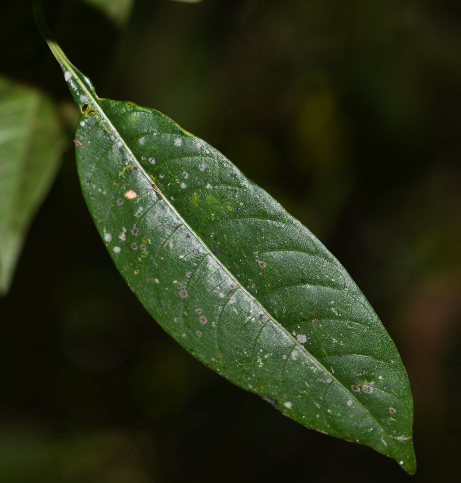 Image of Palicourea macrobotrys specimen.